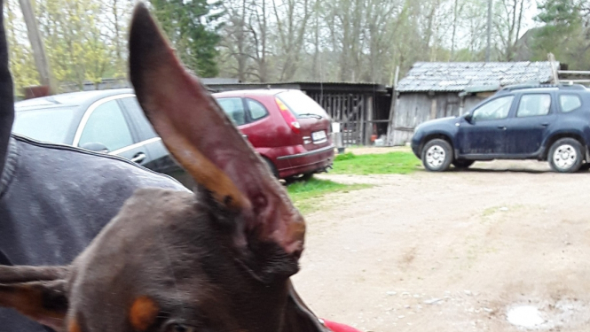 Dobermanis