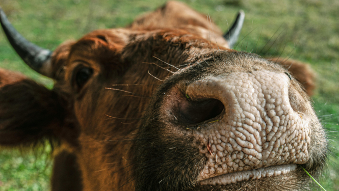 cows