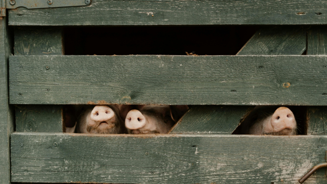 pigs