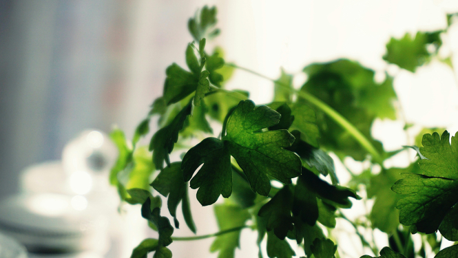 parsley