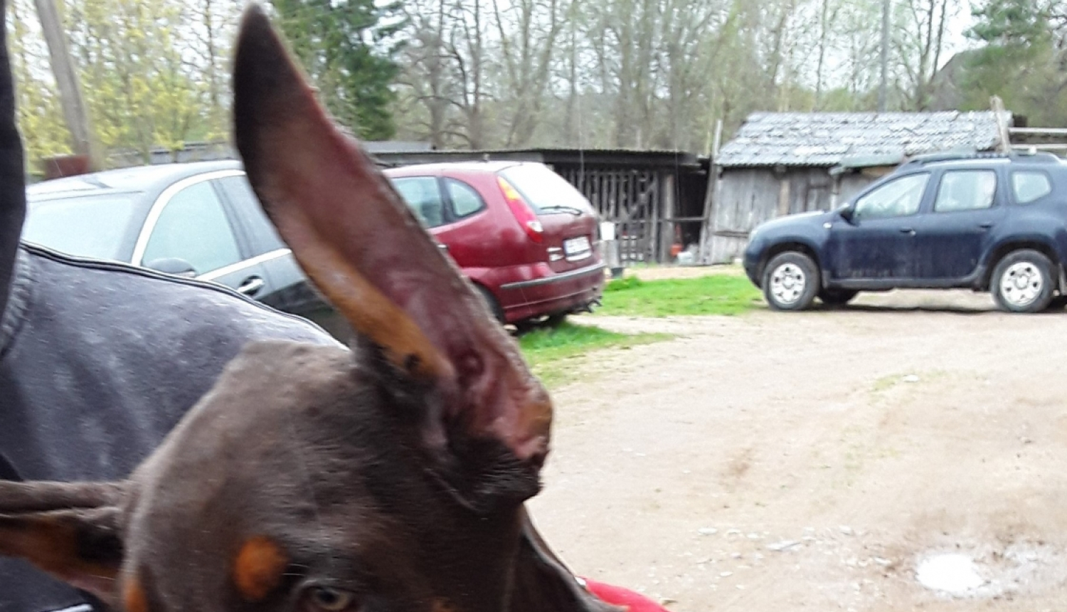 Dobermanis