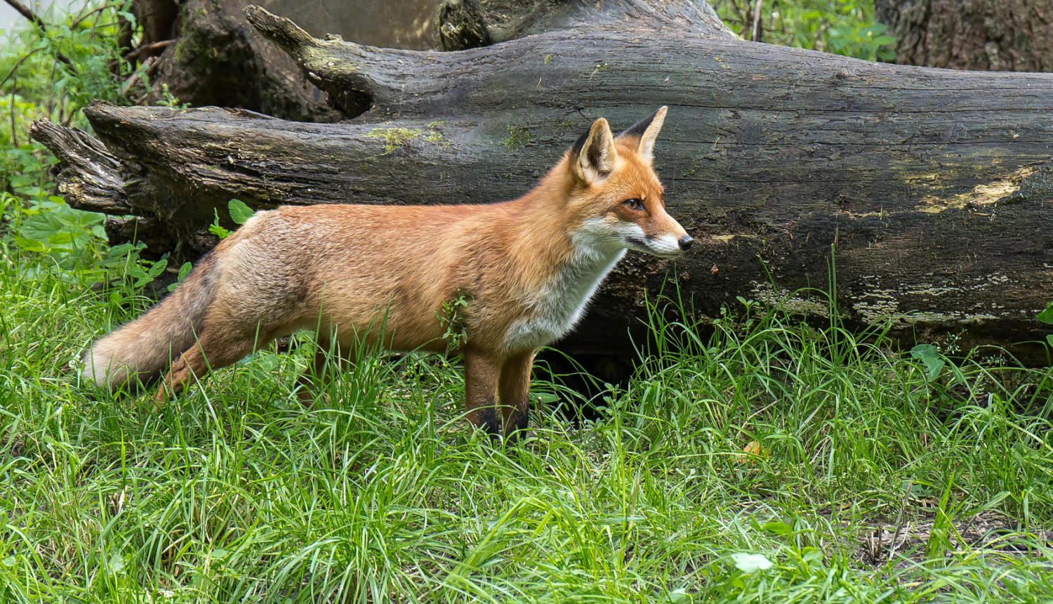 fox