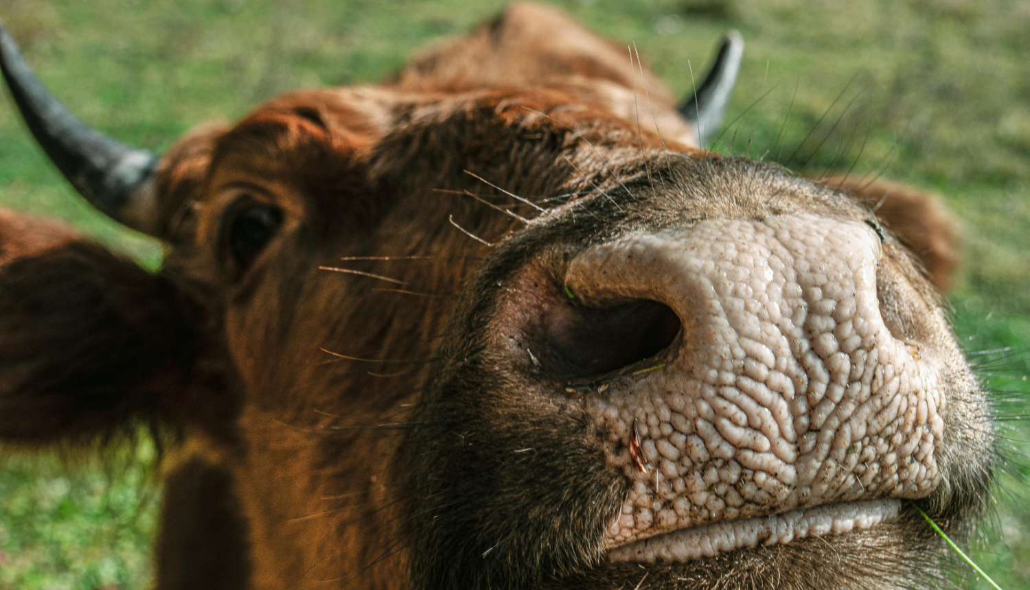 cows
