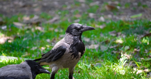 Photo: pvd.gov.lv Report Dead Wild Birds to Latvia's Food and Veterinary Service