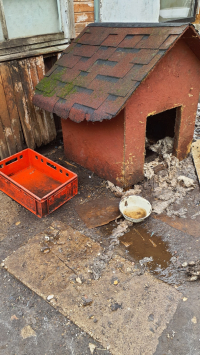 Suņu izņemšana Dārziņos - 2