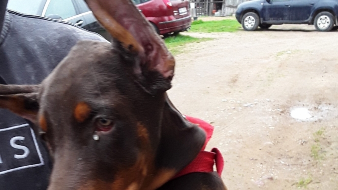 Dobermanis