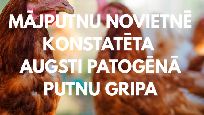 Putnu gripa