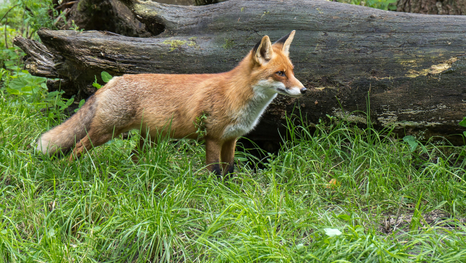 fox