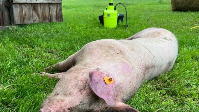 ĀCM Zlēku  pagastā