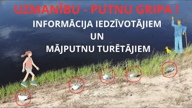 Uzmanību - putnu gripa! Informācija iedzīvotājiem un mājputnu turētājiem.