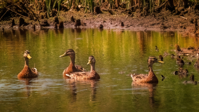 2023_08_22_APPG_IETEIKUMI MEDNIEKIEM