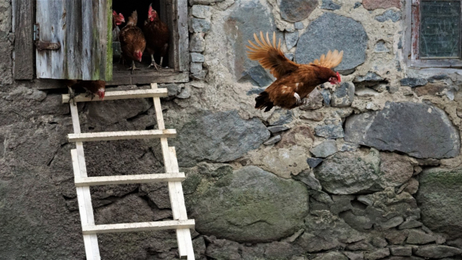 Mājputni drīkst doties ārā