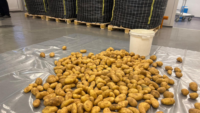 Kartupeļi no Ēģiptes