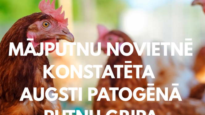 Putnu gripa
