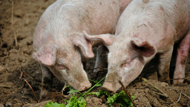 ĀCM Madonas novada Cesvaines pagastā