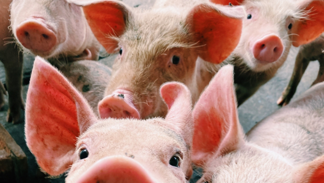 ACM maajas cuukaam 2023_06_27