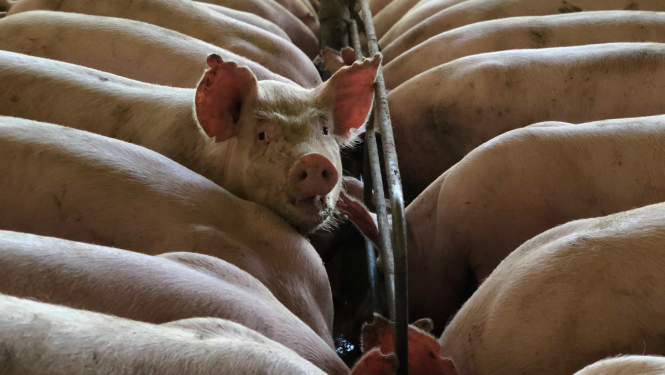 ĀCM Rēzeknes novadā