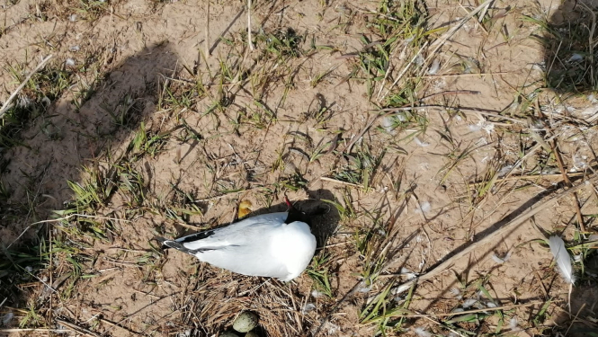 Miris putns Krāslavā