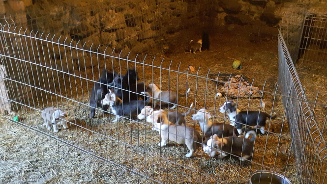 Lieldeviņzares suņi