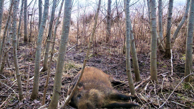 Ziņo par atrasto meža cūku