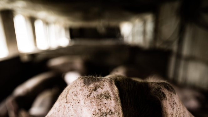 ACM_Naglju pag._2023_08_15