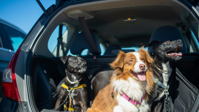 Lolojumdzivnieku ievesana ES no KF un Baltkrievijas