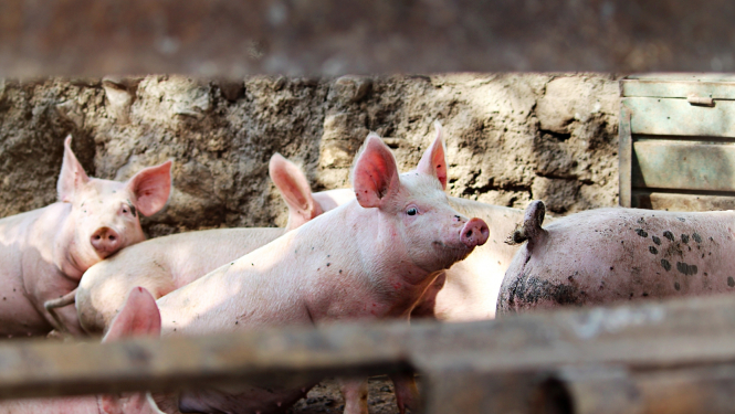 2023_06_21 Biodrosiba