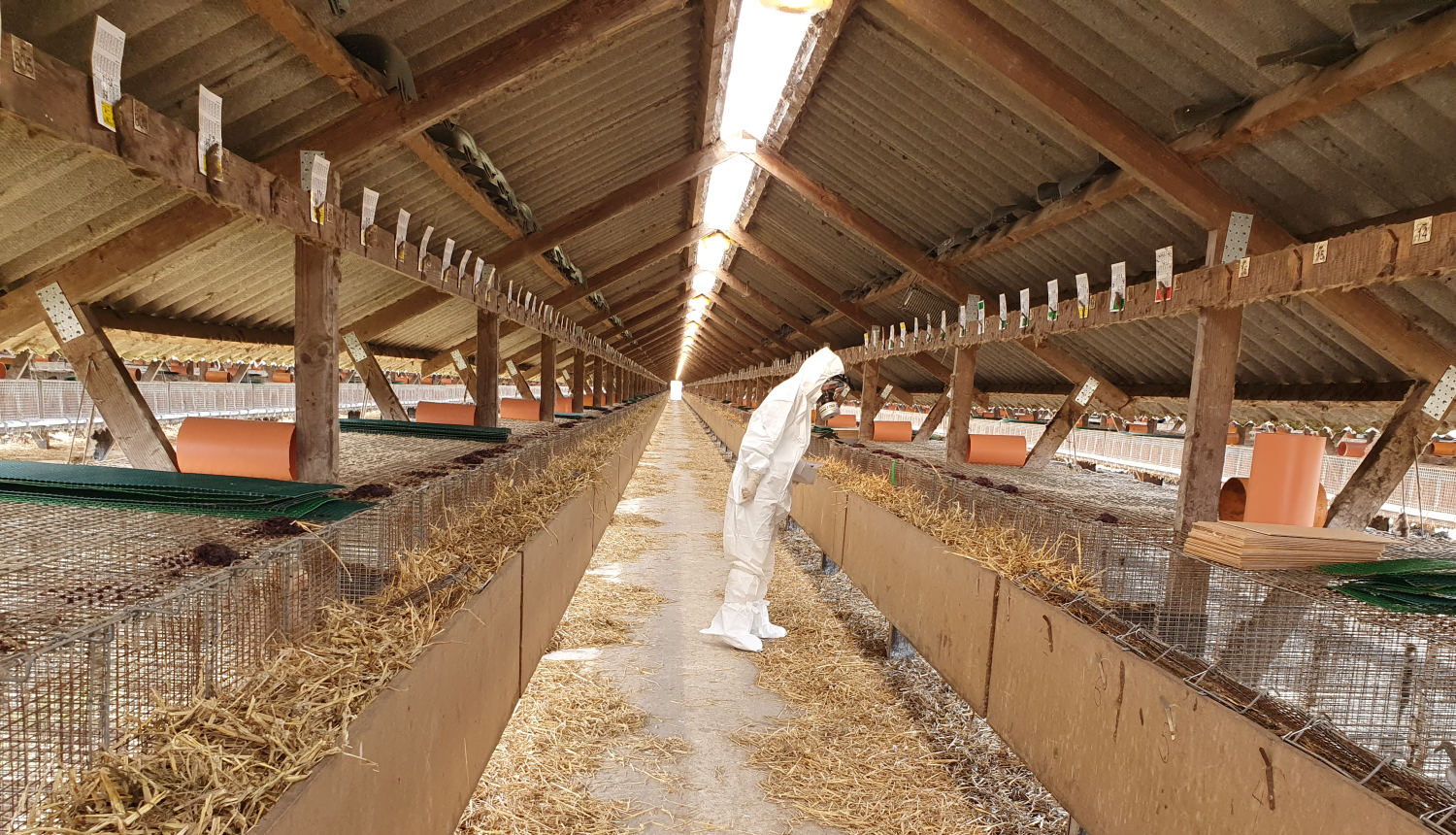 Pārbaude ūdeļu fermā