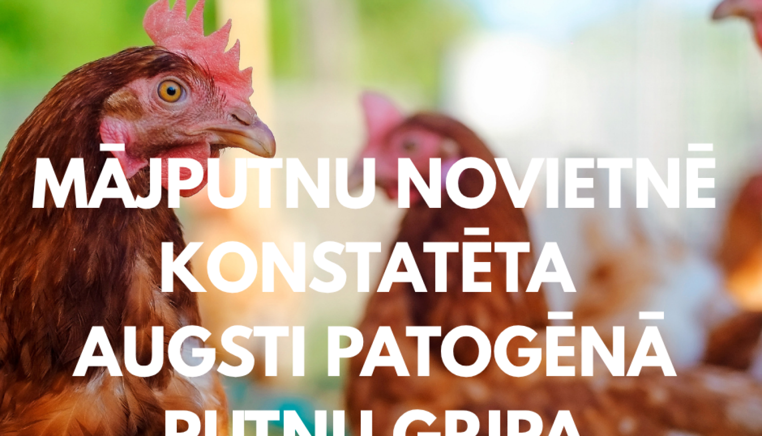 Putnu gripa