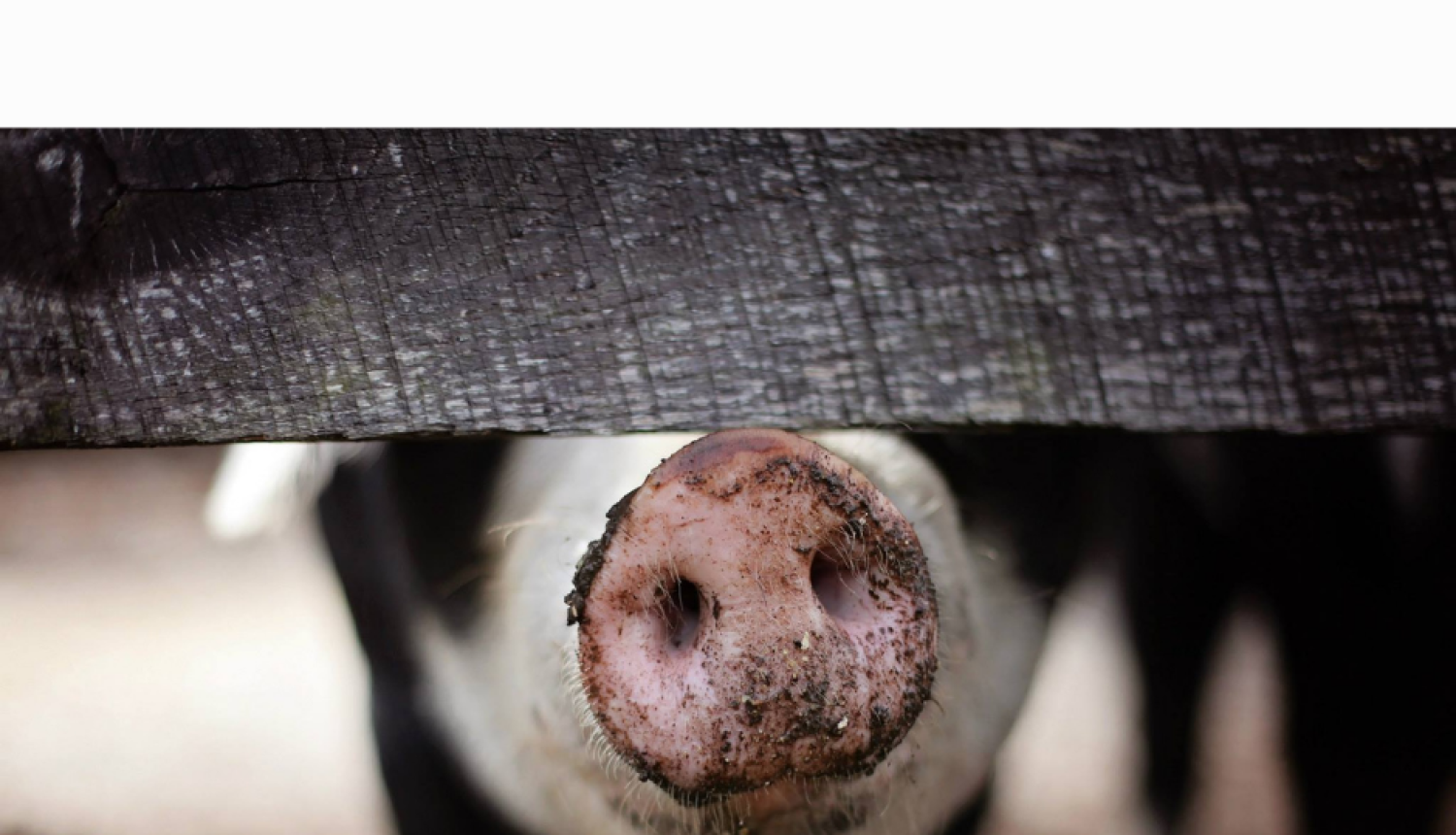 Āfrikas cūku mēris apdraud mājas cūkas