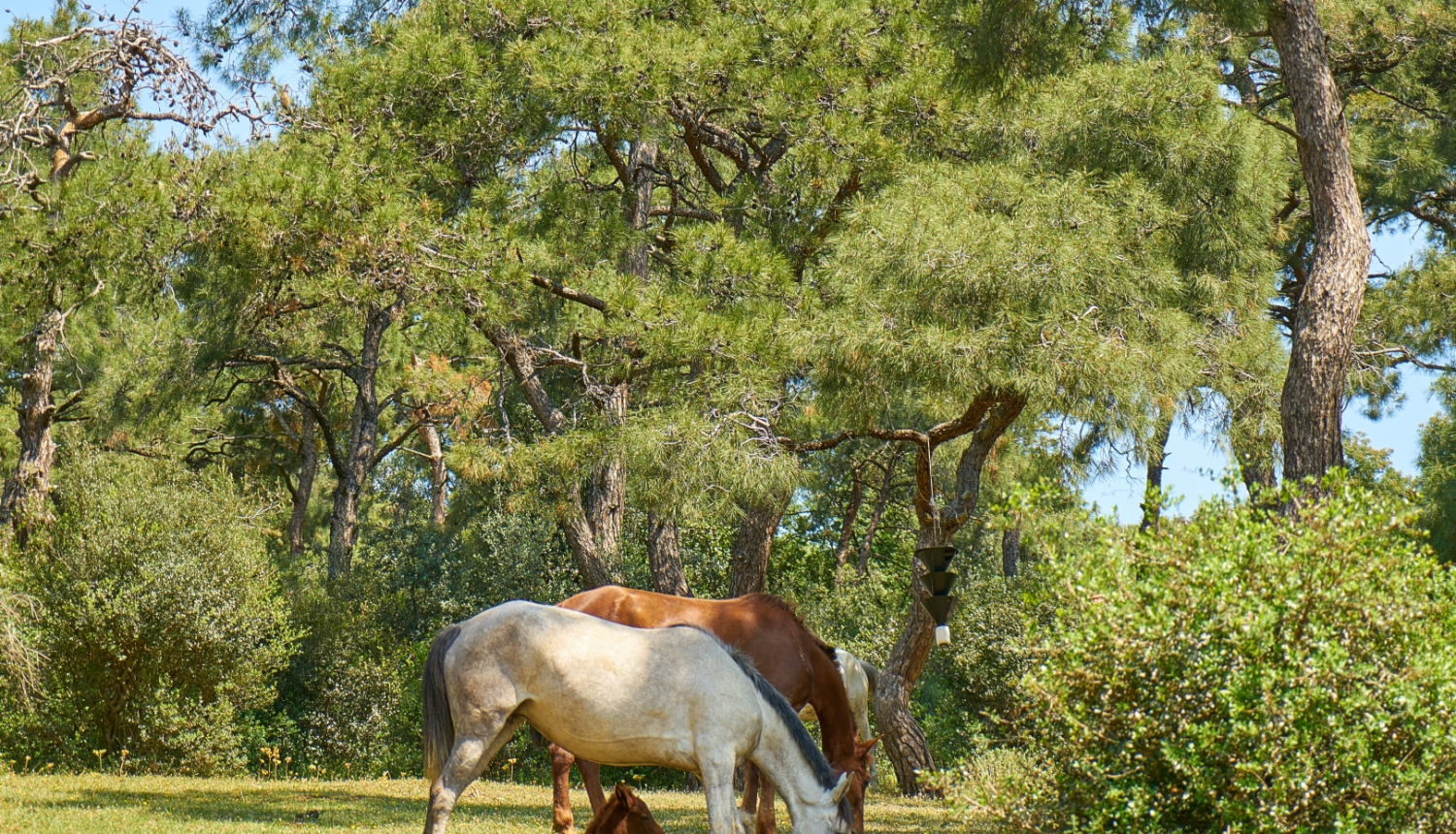 Dzīvnieki un karstais laiks