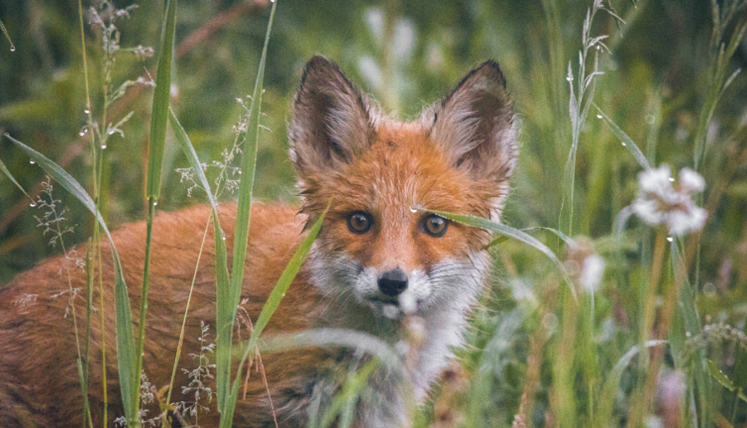Trakumsērgas vakcinācija