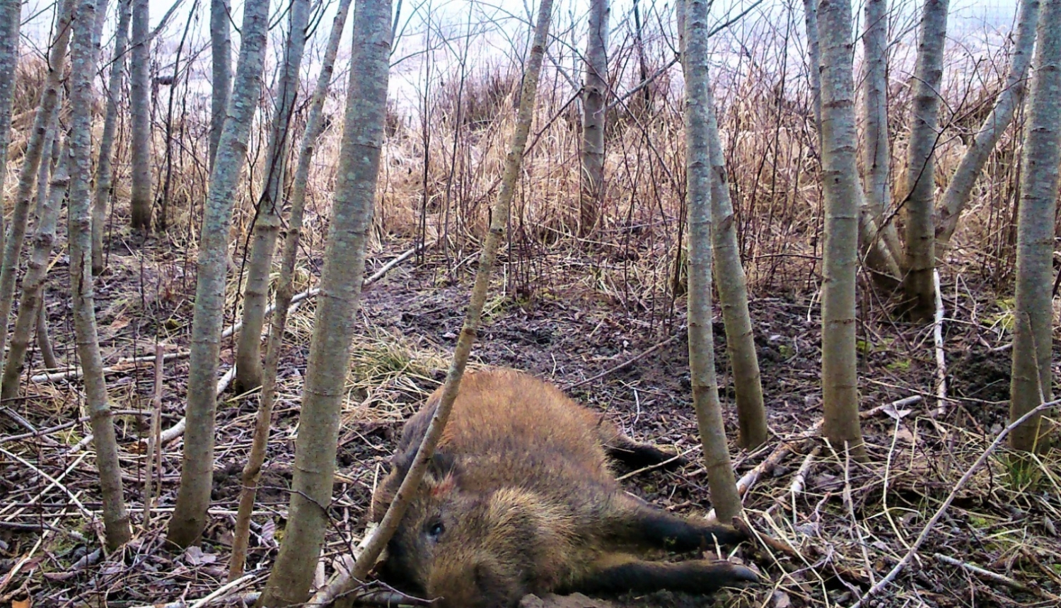 Ziņo par atrasto meža cūku