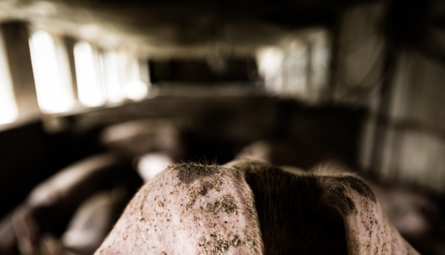 ACM_Naglju pag._2023_08_15