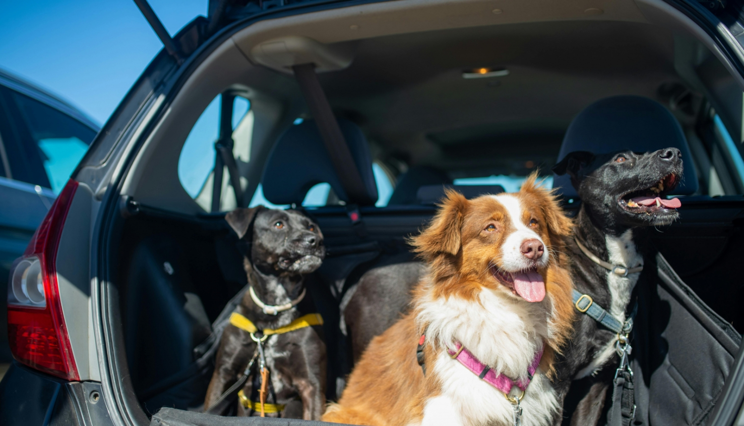 Lolojumdzivnieku ievesana ES no KF un Baltkrievijas