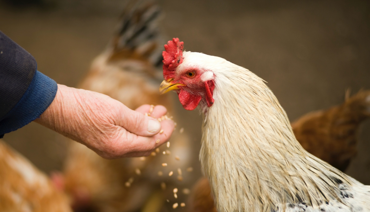 Putnu gripas profilakse