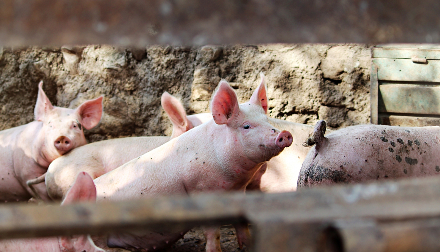 2023_06_21 Biodrosiba