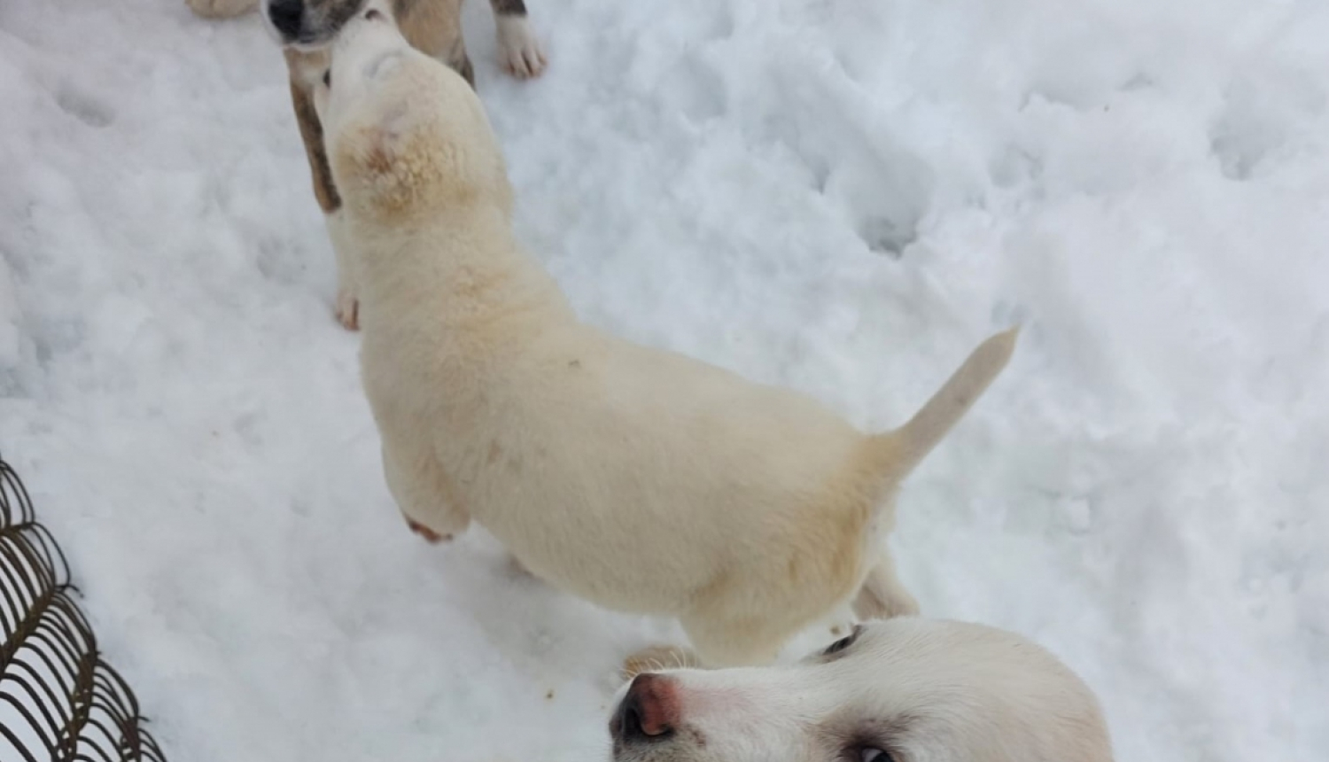 Vidusāzijas aitu šķirnes suņi