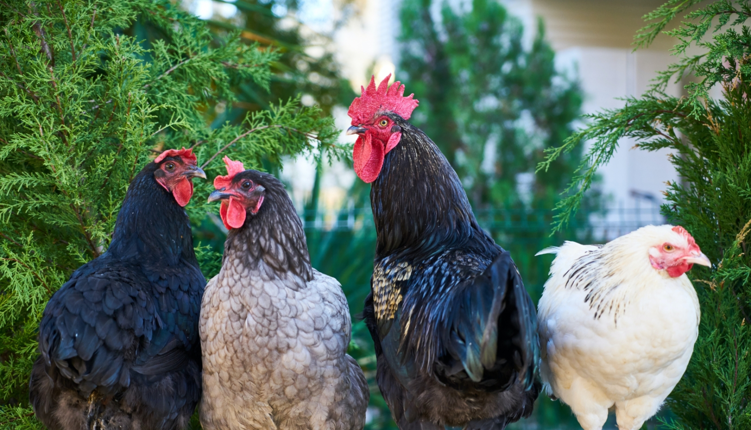 aizliegumi majputniem