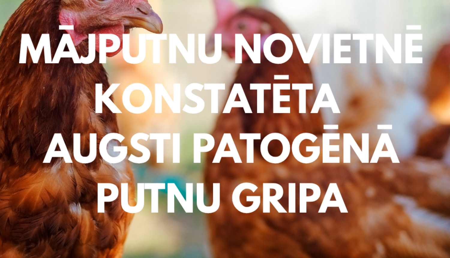 Putnu gripa
