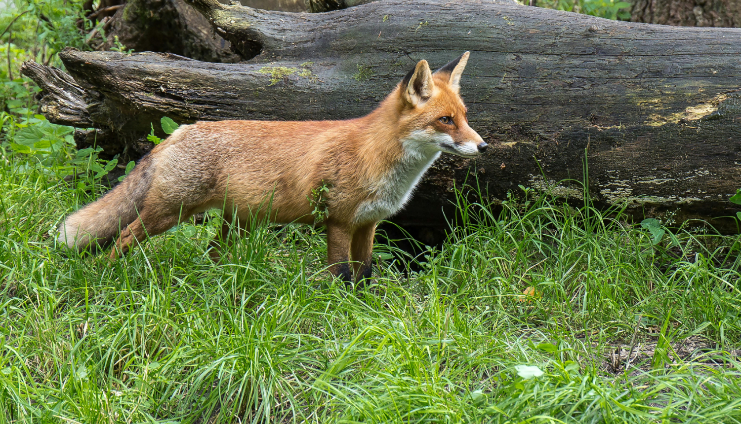 fox