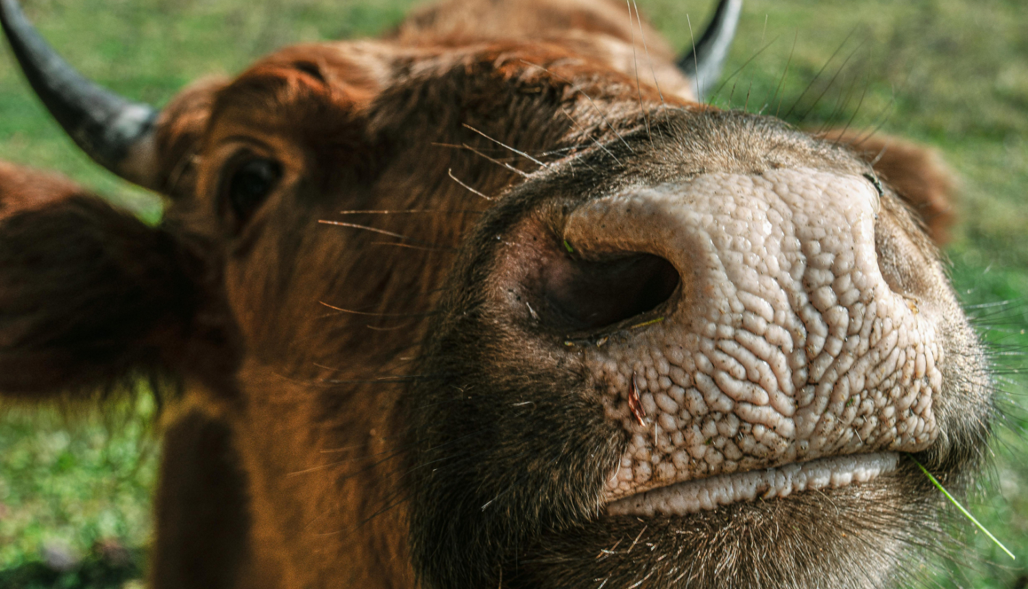 cows